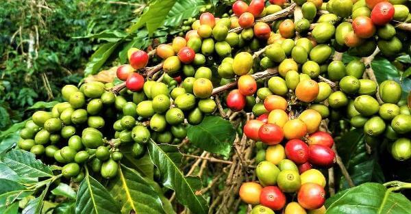 KENYA AA